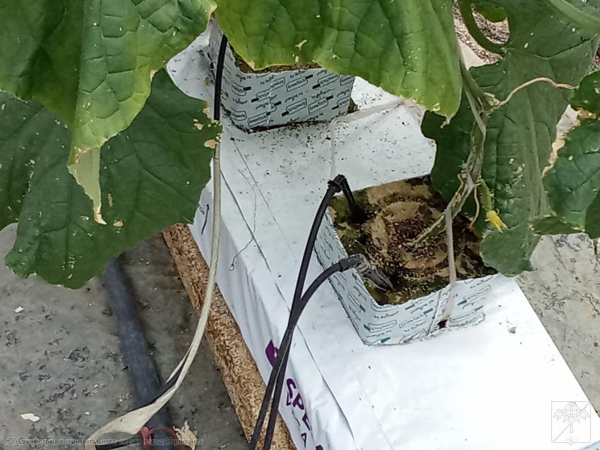 технология капельного полива