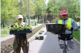 15.05.2024 Городские клумбы &quot;одевают&quot; в цветочный наряд | Администрация муниципального округа город Партизанск Приморского края Официальный сайт