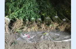 28.09.2021 Полиция изъяла 266 кустов конопли в огороде жителя города Партизанска в Приморском крае | Администрация муниципального округа город Партизанск Приморского края Официальный сайт