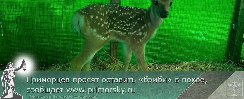 Приморцев просят оставить «бэмби» в покое, сообщает www.primorsky.ru