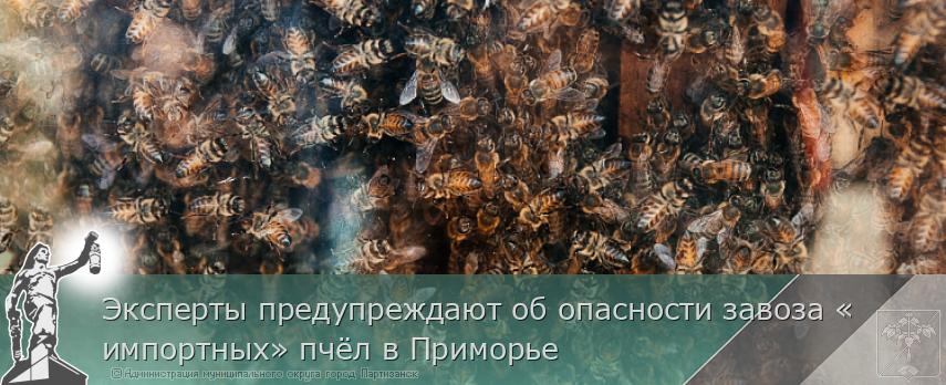 Эксперты предупреждают об опасности завоза «импортных» пчёл в Приморье 