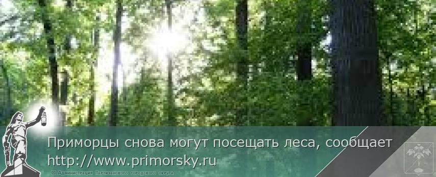 Приморцы снова могут посещать леса, сообщает http://www.primorsky.ru 