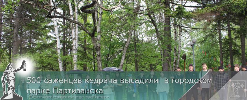 500 саженцев кедрача высадили в городском парке Партизанска | Администрация муниципального округа город Партизанск Приморского края Официальный сайт 500 саженцев кедрача высадили в городском парке Партизанска | Администрация муниципального округа город Партизанск Приморского края Официальный сайт