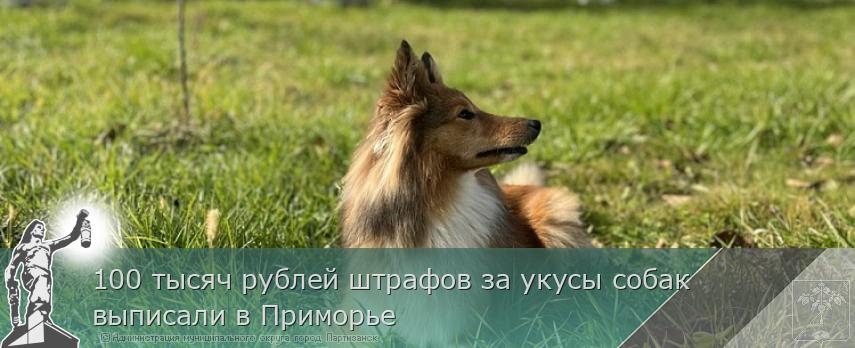 100 тысяч рублей штрафов за укусы собак выписали в Приморье | Администрация муниципального округа город Партизанск Приморского края Официальный сайт 100 тысяч рублей штрафов за укусы собак выписали в Приморье | Администрация муниципального округа город Партизанск Приморского края Официальный сайт